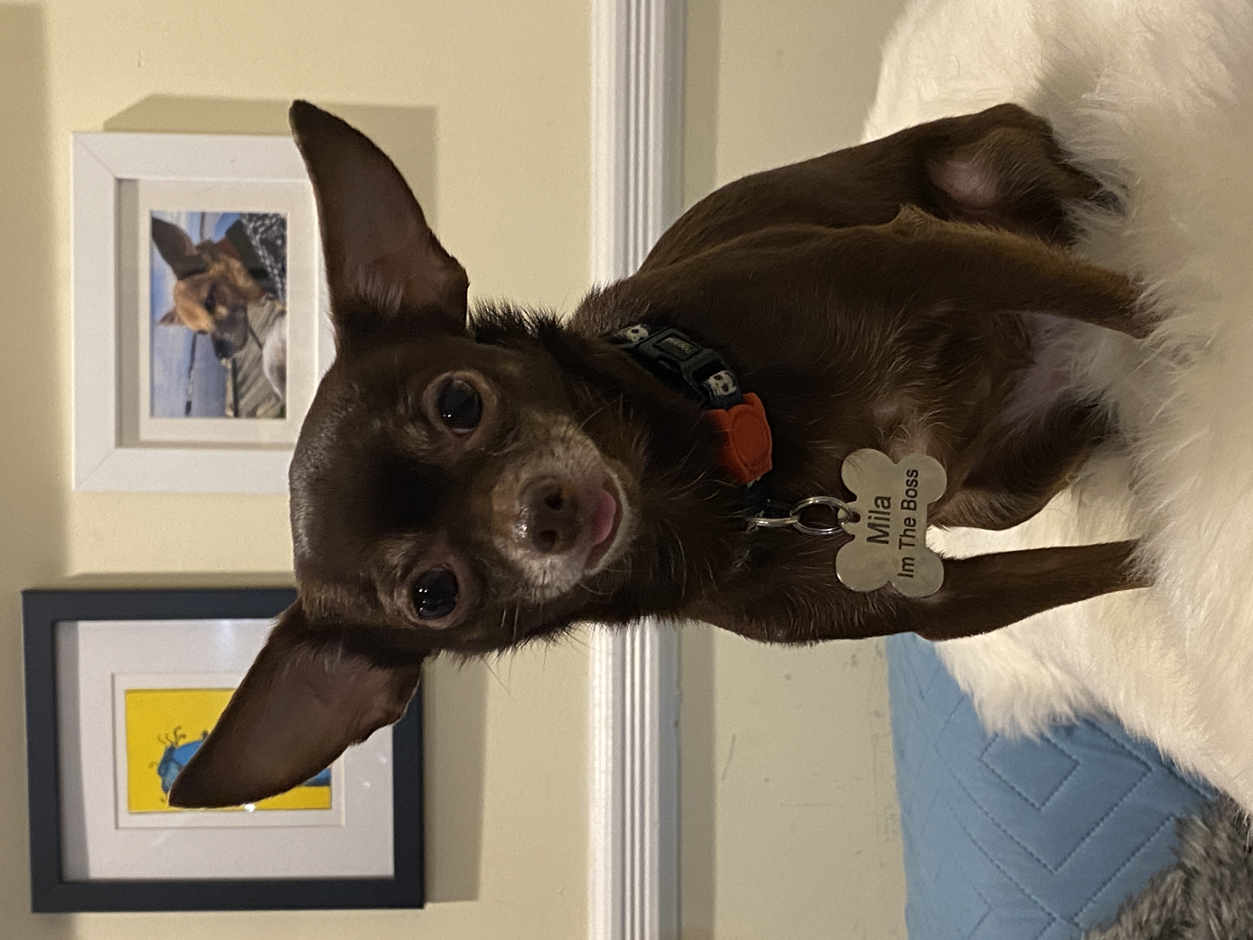 Mila the chihuahua, Chief Executive Officer
